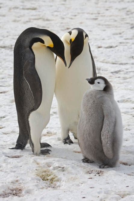 Throng Of New Penguin Colonies In Antarctica Spotted From Space Wildlife The Guardian