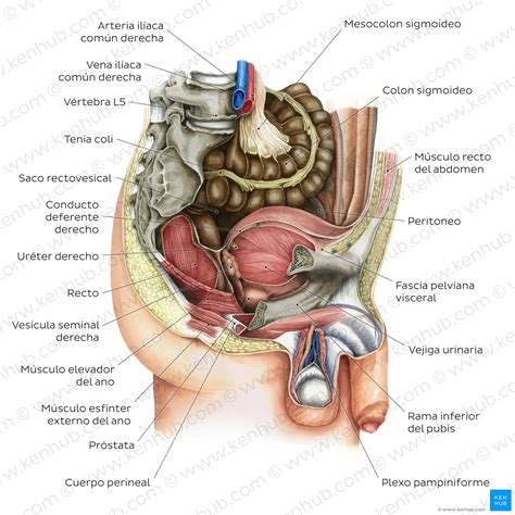 Diferencias Entre La Pelvis Masculina Y La Femenina Anatom A Y Funci N