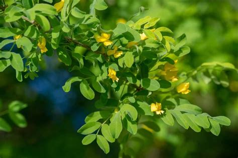 Flor De Escoba Amarilla Planta Genista Arbusto Con Nfasis En Una