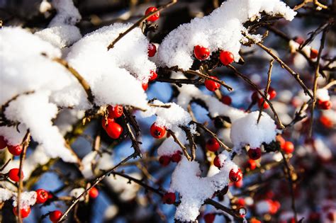 Schnee Beeren Busch Kostenloses Foto Auf Pixabay Pixabay