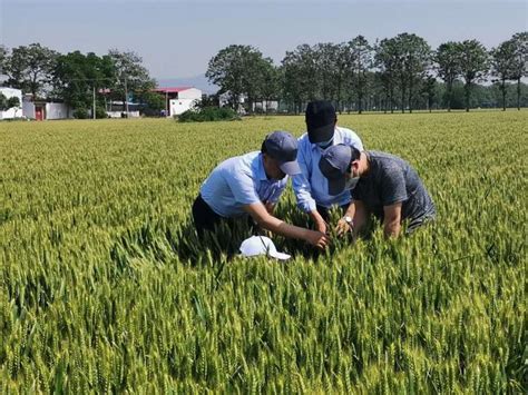 我单位在禹州、遂平举行“豫南冬小麦化肥农药减施技术集成研究与示范”现场观摩会 植物保护研究所