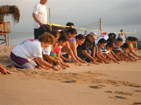 Playas Para Liberar Tortugas En México Revista Vía México