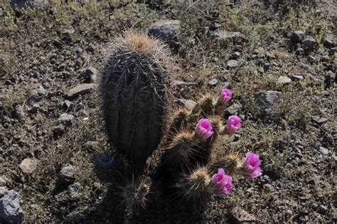 Free picture: desert, scenic, flowers, cacti