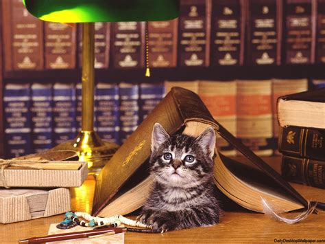 Reading cat wallpaper : High Definition, High Resolution HD Wallpapers