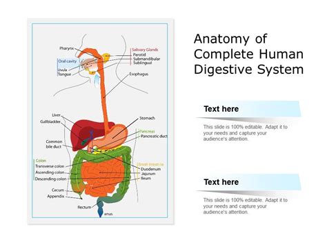 Digestive System Powerpoint Template