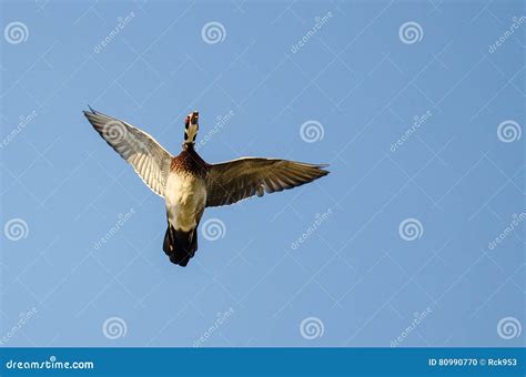 Male Wood Duck Flying in a Blue Sky Stock Photo - Image of flying, brown: 80990770