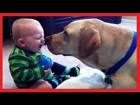 When You See Babies Laughing At Their Labradors You Will Think It Is