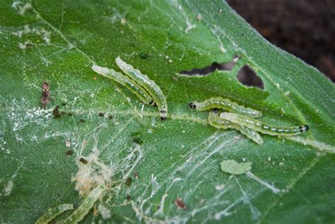 Caterpillar pests stock image. Image of vegetable, eating - 36516797