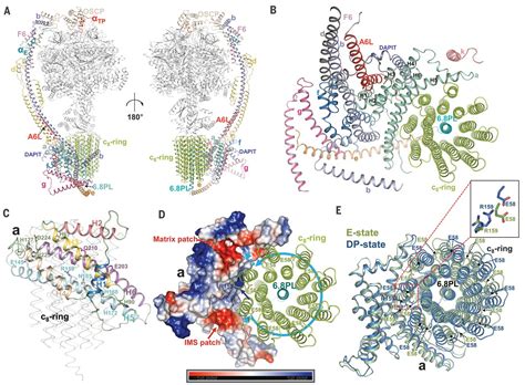 Cryo EM Structure Of The Mammalian ATP Synthase Tetramer Bound With