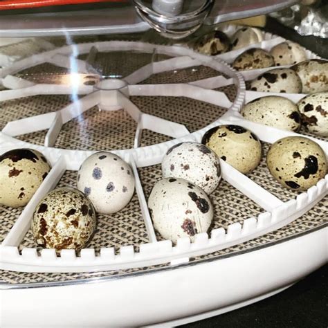 how long to incubate quail eggs