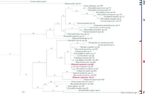 Bayesian Phylogenetic Tree For Wsp Gene Sequences Of Wolbachia Strains