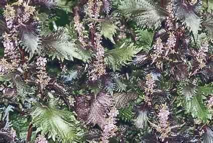 Red Perilla 50 Seeds Herb Shiso Hirt S Gardens