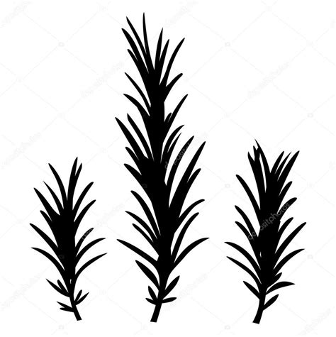 Rosemary herbs isolated on white ⬇ Vector Image by © BEEANDGLOW | Vector Stock 10905598