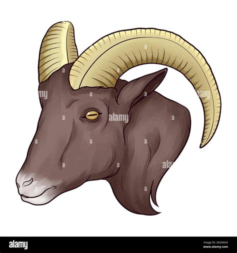 hand drawn goat head Stock Vector Image & Art - Alamy