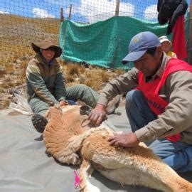 Conservation and sustainable use of wild vicuña in Andean communities ...