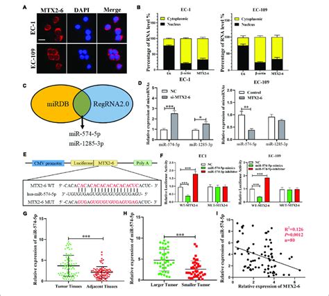 Mtx2 6 Acts As A Molecular Sponge For Mir 574 5p In Escc Cells A B