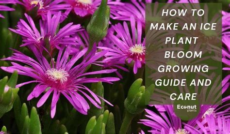 How To Make An Ice Plant Bloom Growing Guide And Care