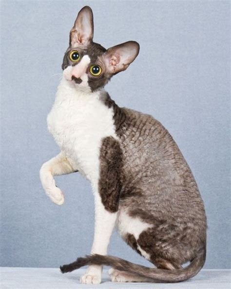 Cfa Pedigreed Breed We Love Cornish Rex Devon Rex Cats Cornish Rex