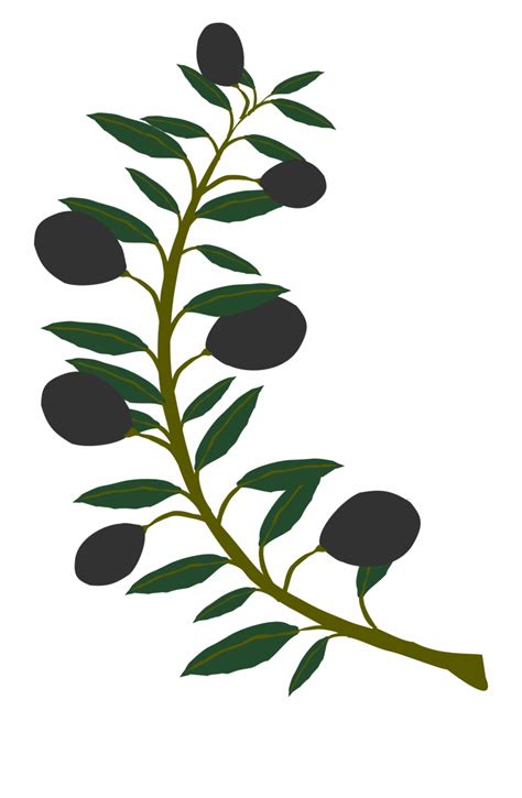 Transparent Olive Branch Vector Clip Art Library