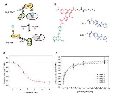 Simple, one-step assay for reliable measurements of NAD(H) and NADP(H ...