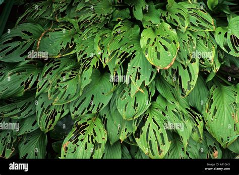 Snail And Slug Damage To Hosta Leaves Garden Pests Leaf Pest Stock Photo