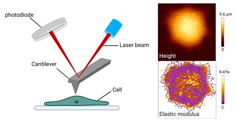 Atomic Force Microscopy And Force Spectroscopy Bally Lab