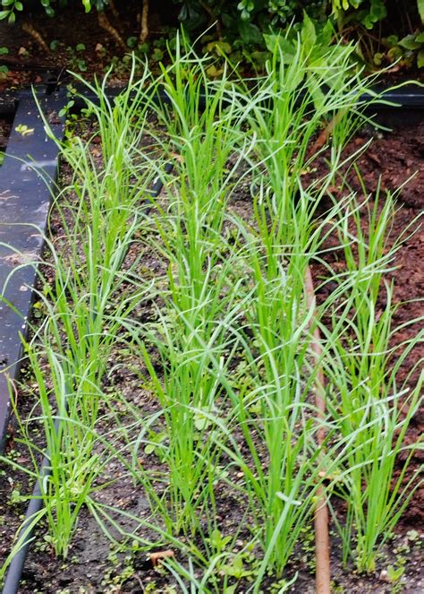 Chive Seedlings Garlic Chive Heirloom Seeds | Terroir Seeds