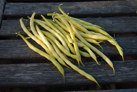 Green Bean Varieties, Types of Green Beans