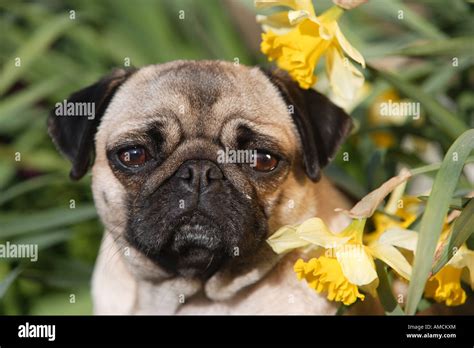 Pug Dog Portrait Stock Photo Alamy