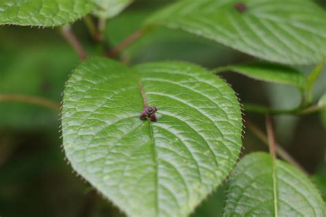 白粉青荚叶：五峰后河国家级自然保护区 中国自然保护区生物标本资源共享平台