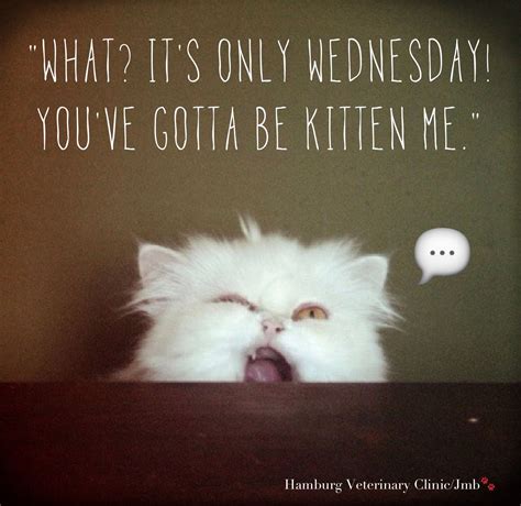 What? It's Only Wednesday! You've Gotta Be Kitten Me Pictures, Photos ...