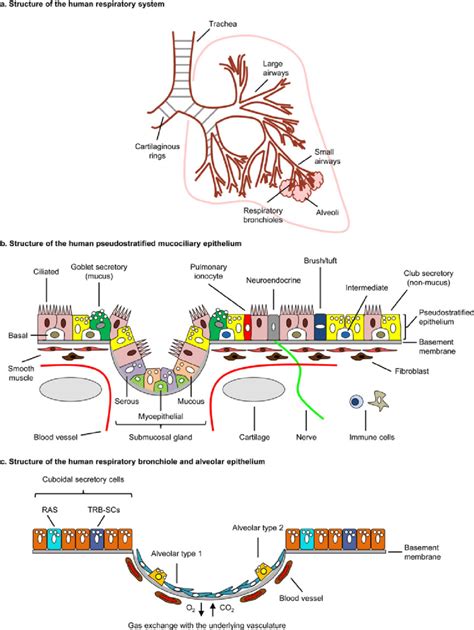 The Human Respiratory System A Structure Of The Human Respiratory Download Scientific