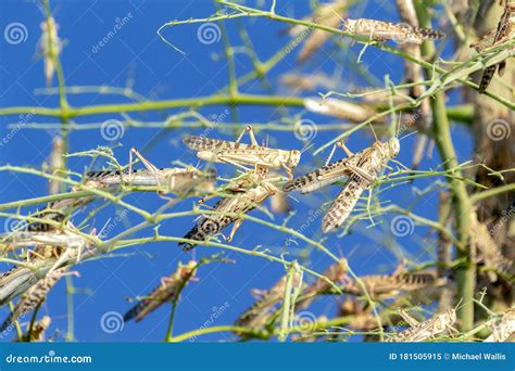 Swarm of locusts stock image. Image of cricket, farming - 181505915