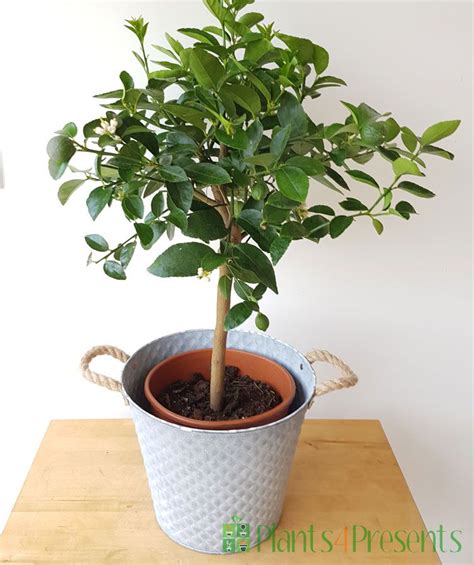 large lime trees  lime trees gifts fast delivery plantspresents