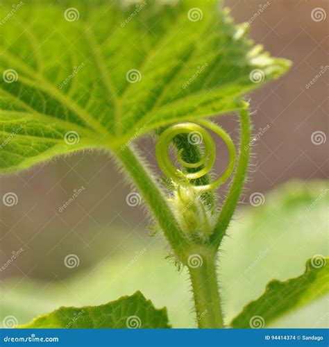 Spirals from nature stock photo. Image of floral, garden - 94414374