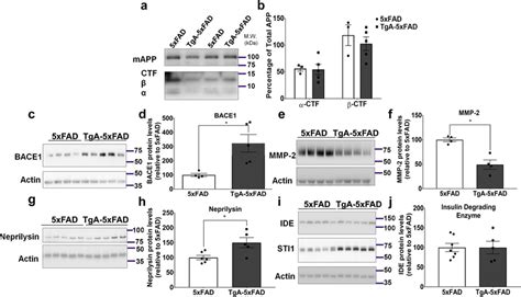 Overexpression Of Sti In Xfad Mice Does Not Affect App Processing