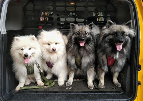 715 best Keeshond images on Pholder | Keeshond, Aww and Doggrooming