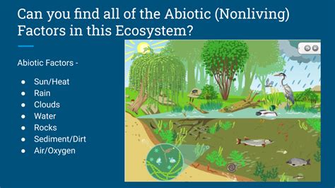 Abiotic vs. Biotic Factors in an Ecosystem | James River Association