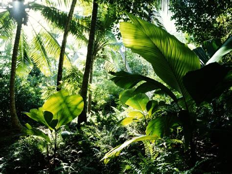 Characteristics of Plants That Survive in a Rainforest | ehow