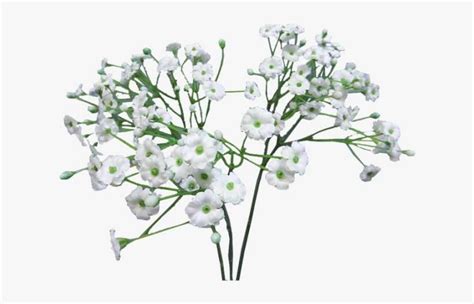 Baby Breath Flower Png Royalty Free Stock Baby Breath Flowers Png