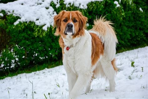 15 Saint Bernard Mixes: Info, Pictures & Traits – Dogster