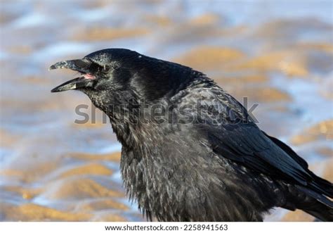 180 Passerine Form Images, Stock Photos & Vectors | Shutterstock