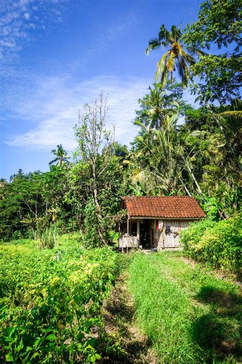 Plantaciones En Los Campos Verdes Acompa Antes Musicales Bali