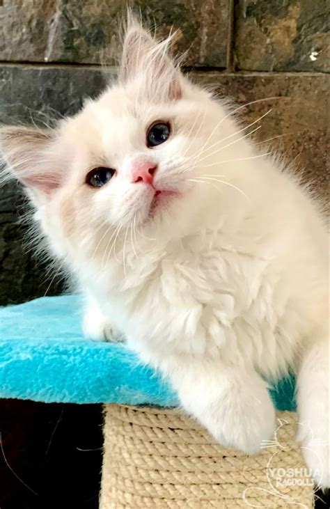 Yo Soy Ragdoll Blue Bicolor Gatitos Adorables Gatos