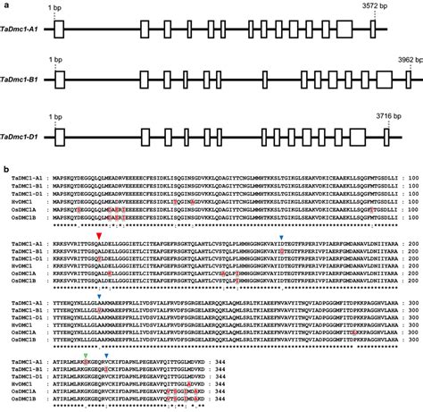 Tadmc1 Gene Structure And Amino Acid Sequence Alignment A Exonintron Download Scientific