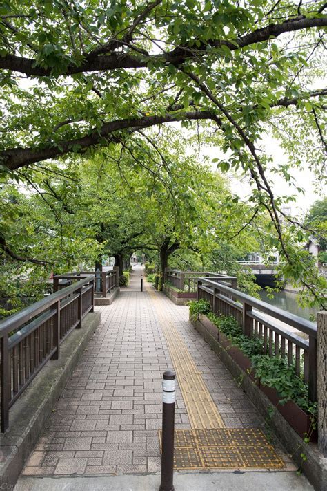 A Silent Voice” The Midori Bashi Bridge Viewing From South Side By