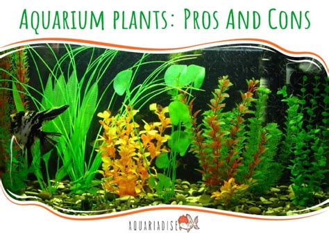 Aquarium Plants Pros And Cons Aquariadise