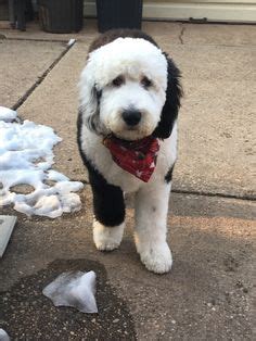 sheepadoodle haircuts