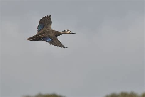 Definitive Guide To Pacific Black Duck Facts, Habitat, Conservation ...