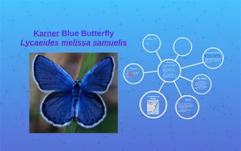 Karner Blue Butterfly by Skye Mitchelle on Prezi